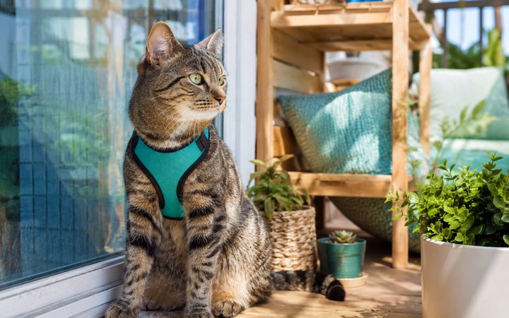 A cat wearing a walking harness