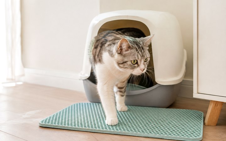 A cat stepping out of its litter box onto a mat
