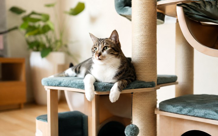 A cat climbing a tree
